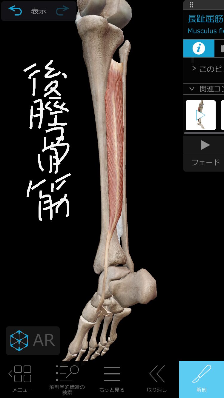 【意外な事実】その腰痛、原因は「腰」ではなく「足の裏」かも！？