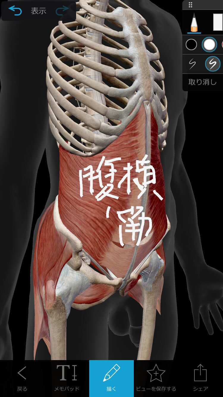 腰痛の原因は「お腹」かも？天然のコルセット【腹横筋】を鍛えて腰痛フリーへ！