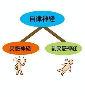 ⭐️ 自律神経とは？筋トレ・ダイエットにも関係する身体の仕組みを解説 ⭐️